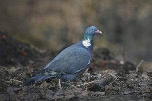 Ringdove