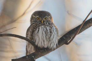 Sparrow owl