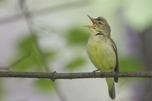 Green Mockingbird