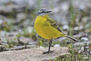 Yellow wagtail