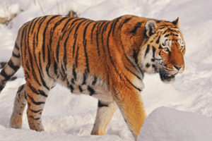 Amur tiger