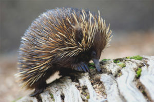 Australian Echidna