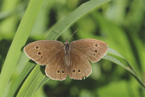 Butterfly Marigold