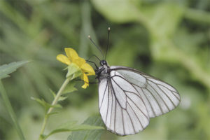 Butterfly White