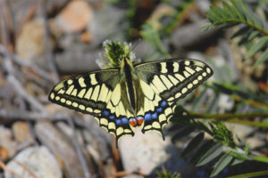 Swallowtail butterfly