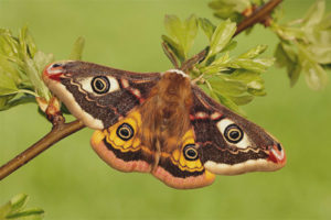 Peacock butterfly