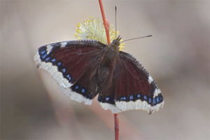 Butterfly mourning