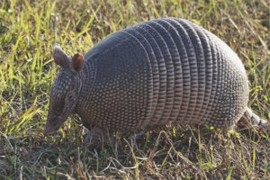 Armadillo