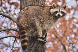 Raccoon