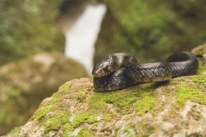 Indigo snake