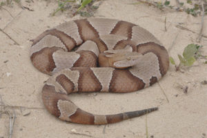 Copperhead Muzzle