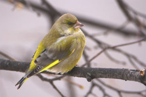 Common greenfinch