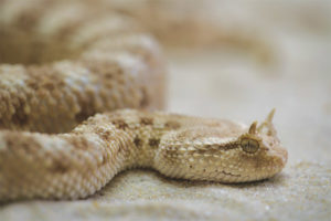 Horned viper