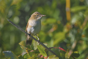 Garden reed