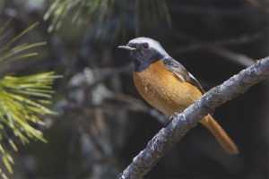 Siberian Redstart