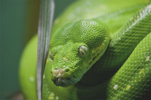 Dog-headed boa