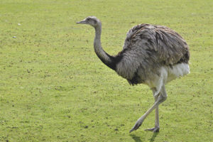 Ostrich Rhea