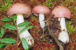 Russula birch