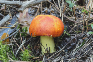 Russula golden