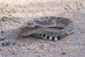 Texas rattlesnake