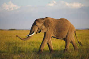 African elephant