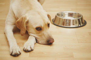 Dog food allergy