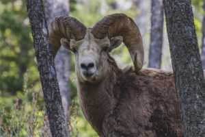 Altai Mountain Ram