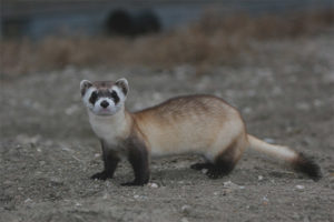 American ferret