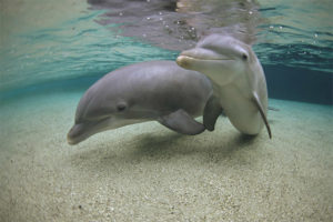 White-headed dolphin