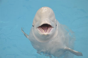 Beluga whale