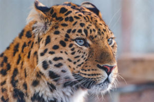 Far Eastern Leopard