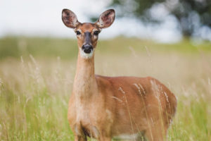 Roe deer