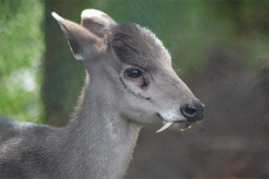 Crested deer