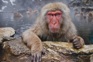 Japanese macaque