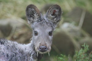 Musk deer