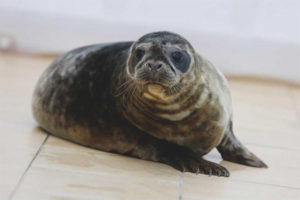 Ringed seal