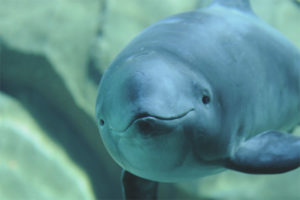 Harbour porpoise