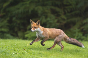 Common fox