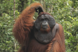 Sumatran Orangutan