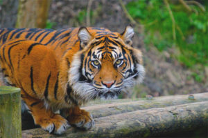 Sumatran Tiger