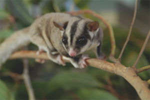 Marsupial flying squirrel