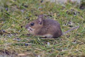 Yellow-throated mouse