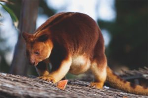 Wood kangaroo