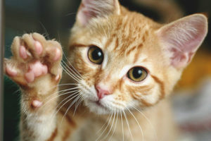 How to teach a cat or cat to give a paw