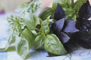 Purple and Green Basil