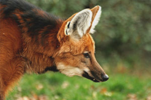 Maned wolf