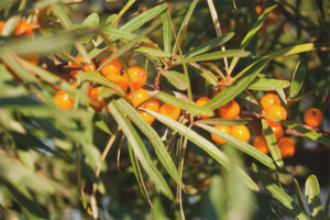 When to collect and how to dry sea buckthorn leaves