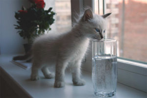 Kitten does not drink water