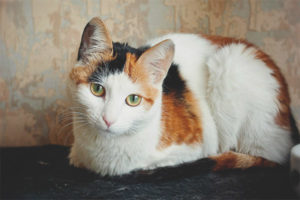 Tricolor cat