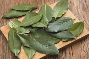 What is useful bay leaf